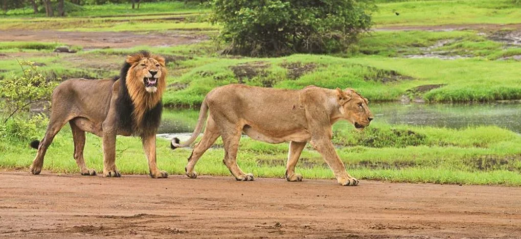 Gir-National-Park