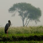 Nal Sarovar Bird Sanctuary