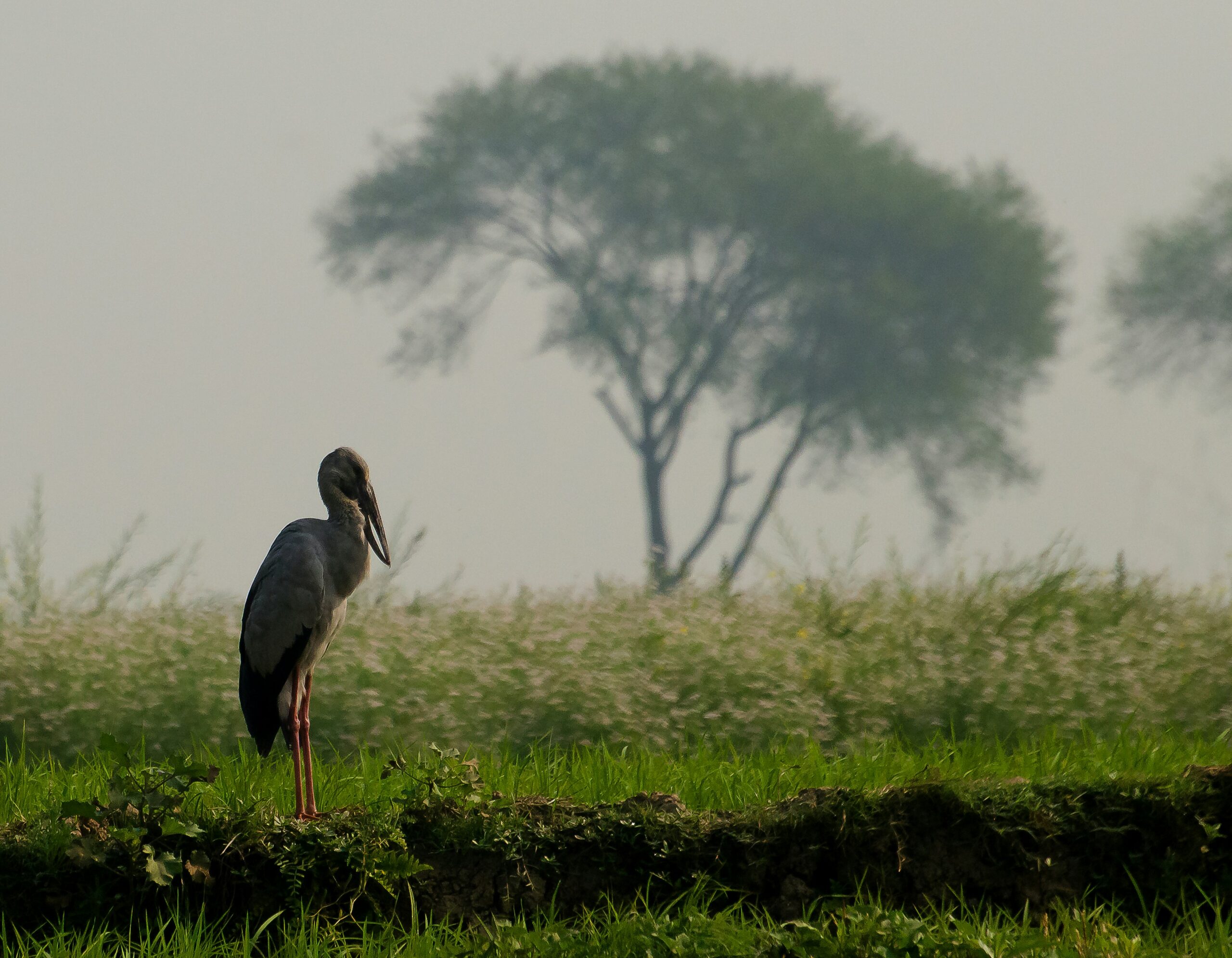 Nal Sarovar Bird Sanctuary